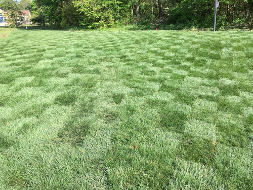 Mercer County NJ Sod, Grass Seed, Seeding & Turf Grass | Michael's Landscape Design